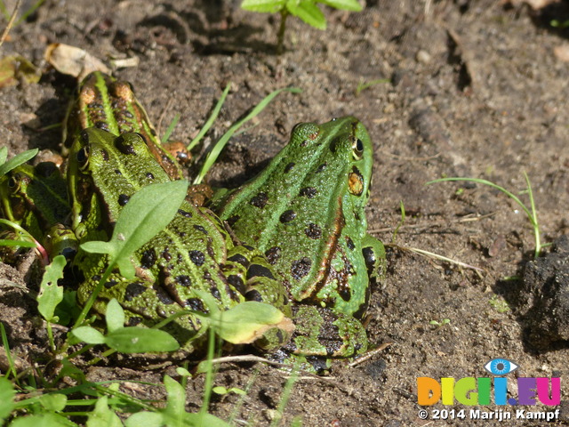 FZ008025 Marsh frogs (Pelophylax ridibundus) on ground